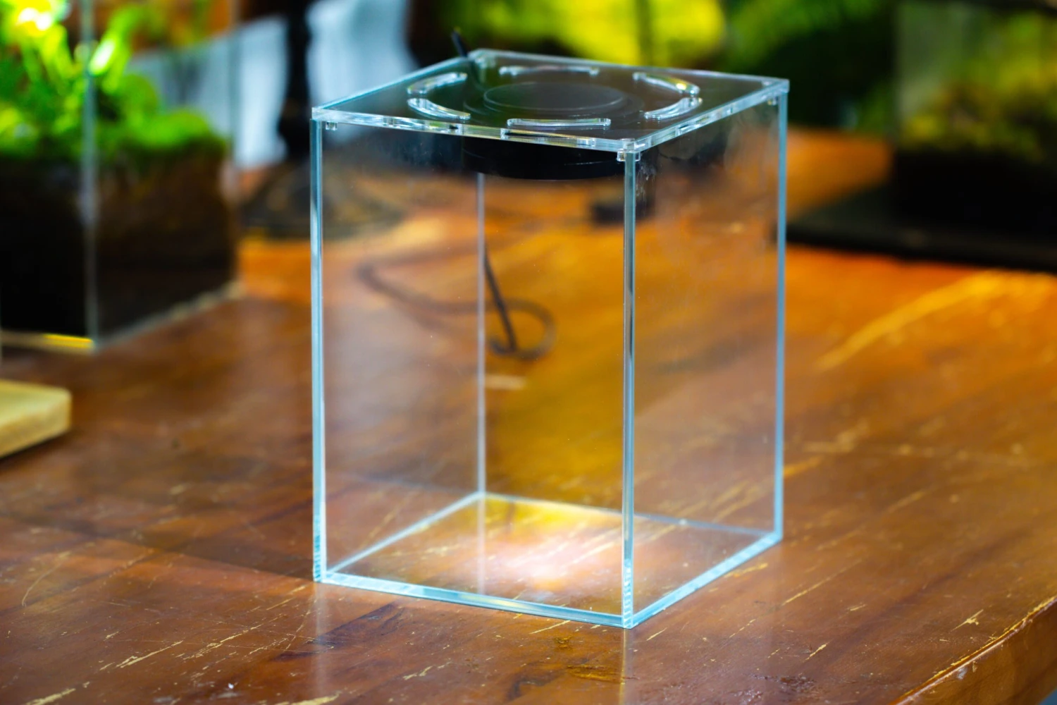 Watertight Glass Tank , Acrylic Lid, Terrarium Kit For Tropical Plants-25x25x30cm / 9.8x9.8x11.8'' 13 Watertight Glass Tank , Acrylic Lid, Terrarium Kit For Tropical Plants-25x25x30cm / 9.8x9.8x11.8'' - Image 13
