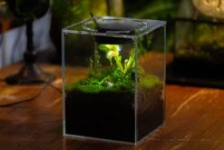 Watertight Glass Terrarium With LED Grow Light, Acrylic Lid For Carnivorous Plants-15x15x20cm / 5.9x5.9x7.8'' 19 Watertight Glass Terrarium With LED Grow Light, Acrylic Lid For Carnivorous Plants-15x15x20cm / 5.9x5.9x7.8'' -Glass Plant Store IMG 4782 96d7cda1 f3ec 4f64 ab79 e8dc7e2f8bdc