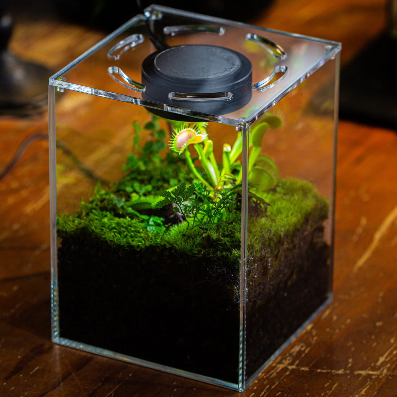 Watertight Glass Terrarium With LED Grow Light, Acrylic Lid For Carnivorous Plants-25x25x30cm / 9.8x9.8x11.8'' 2 Watertight Glass Terrarium With LED Grow Light, Acrylic Lid For Carnivorous Plants-25x25x30cm / 9.8x9.8x11.8'' - Image 2