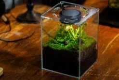Watertight Glass Terrarium With LED Grow Light, Acrylic Lid For Carnivorous Plants-15x15x18cm / 5.9x5.9x7.1'' 20 Watertight Glass Terrarium With LED Grow Light, Acrylic Lid For Carnivorous Plants-15x15x18cm / 5.9x5.9x7.1'' -Glass Plant Store IMG 4783 c984b4e9 72c2 4ad8 95e0 7074bc23f6ba 6
