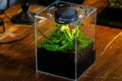 Watertight Glass Tank With LED Grow Light, Acrylic Lid, DIY Terrarium Kit-20x20x20cm / 7.8x7.8x7.8'' 23 Watertight Glass Tank With LED Grow Light, Acrylic Lid, DIY Terrarium Kit-20x20x20cm / 7.8x7.8x7.8'' -Glass Plant Store IMG 4784 c10bc877 f768 4cdd b5d3 0c69fc2bdb20 4
