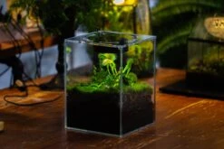 Watertight Glass Tank , Acrylic Lid, Terrarium Kit For Tropical Plants-25x25x30cm / 9.8x9.8x11.8'' 21 Watertight Glass Tank , Acrylic Lid, Terrarium Kit For Tropical Plants-25x25x30cm / 9.8x9.8x11.8'' -Glass Plant Store IMG 4785 ce9d1918 b911 4690 86c7 12c07e9adb55 5