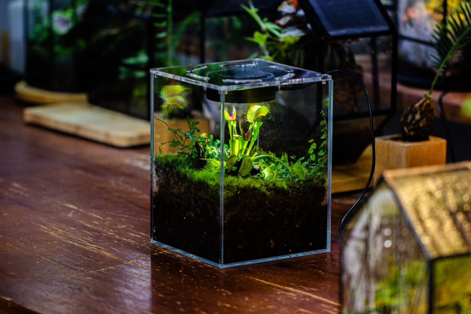 Watertight Glass Tank With LED Grow Light, Acrylic Lid, DIY Terrarium Kit-25x25x25cm / 9.8x9.8x9.8'' 11 Watertight Glass Tank With LED Grow Light, Acrylic Lid, DIY Terrarium Kit-25x25x25cm / 9.8x9.8x9.8'' - Image 11
