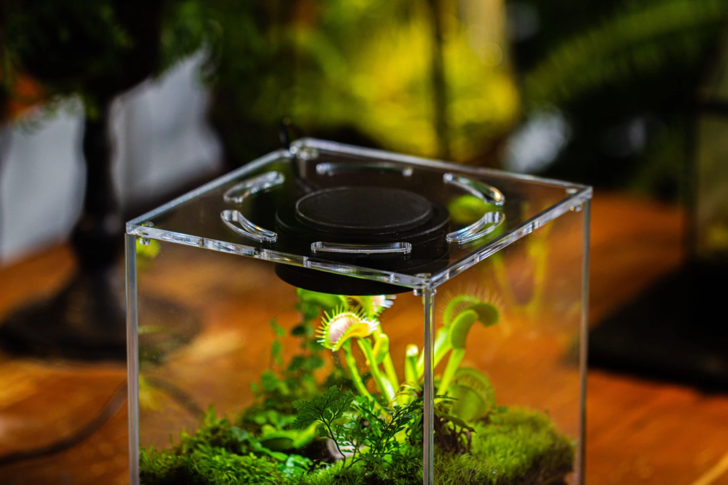 Watertight Glass Tank With LED Grow Light, Acrylic Lid, DIY Terrarium Kit-12x12x18cm / 4.7x4.7x7.1'' 5 Watertight Glass Tank With LED Grow Light, Acrylic Lid, DIY Terrarium Kit-12x12x18cm / 4.7x4.7x7.1'' - Image 5