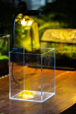 Watertight Glass Terrarium With LED Grow Light, Acrylic Lid For Carnivorous Plants-25x25x30cm / 9.8x9.8x11.8'' 31 Watertight Glass Terrarium With LED Grow Light, Acrylic Lid For Carnivorous Plants-25x25x30cm / 9.8x9.8x11.8'' -Glass Plant Store IMG 4888 b1498bee c6ee 4987 8ea1 1a73a796ecd4