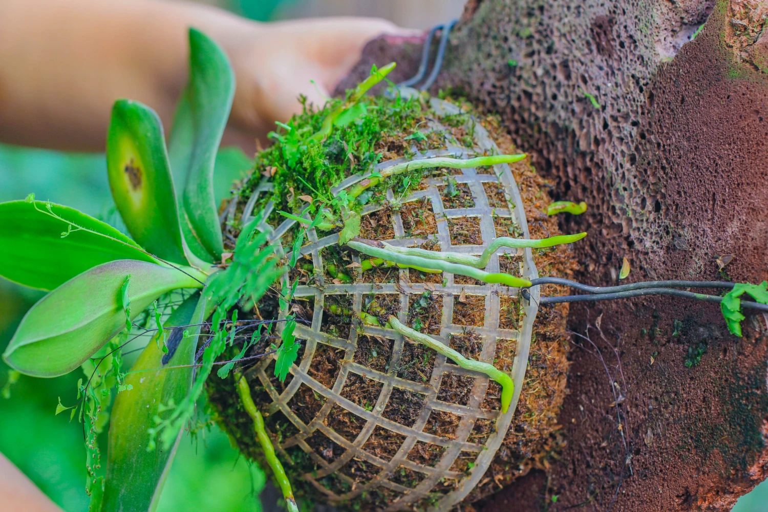 Dried Moss, 24L For DIY, Terrarium Building, Microlandscape, Orchid, Fern, Vertical Gardening 9 Dried Moss, 24L For DIY, Terrarium Building, Microlandscape, Orchid, Fern, Vertical Gardening - Image 9