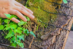 Dried Moss, 24L For DIY, Terrarium Building, Microlandscape, Orchid, Fern, Vertical Gardening 30 Dried Moss, 24L For DIY, Terrarium Building, Microlandscape, Orchid, Fern, Vertical Gardening -Glass Plant Store IMG 4937