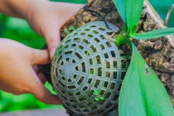 Dried Moss, 24L For DIY, Terrarium Building, Microlandscape, Orchid, Fern, Vertical Gardening 29 Dried Moss, 24L For DIY, Terrarium Building, Microlandscape, Orchid, Fern, Vertical Gardening -Glass Plant Store IMG 4939 287b6c55 1514 47cb 8d9a c38d68cea572