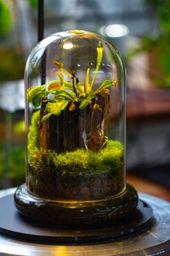 Glass Cloche Terrarium Bell Jar With Glass Base With Top Air Hole,Glass Dome Planter For Plants -Glass Plant Store IMG 4944