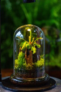 Glass Cloche Terrarium Bell Jar With Glass Base With Top Air Hole,Glass Dome Planter For Plants -Glass Plant Store IMG 4945