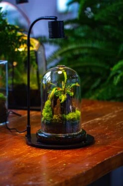 Glass Cloche Terrarium Bell Jar With Glass Base With Top Air Hole,Glass Dome Planter For Plants -Glass Plant Store IMG 4947