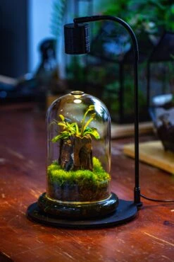 Glass Cloche Terrarium Bell Jar With Glass Base With Top Air Hole,Glass Dome Planter For Plants -Glass Plant Store IMG 4948