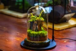 Glass Cloche Terrarium Bell Jar With Glass Base With Top Air Hole,Glass Dome Planter For Plants -Glass Plant Store IMG 4949 5065a472 1aad 4d4b 87c5 f591318e2031