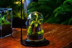Glass Cloche Terrarium Bell Jar With Glass Base With Top Air Hole,Glass Dome Planter For Plants -Glass Plant Store IMG 4950
