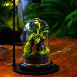 Glass Cloche Terrarium Bell Jar With Glass Base With Top Air Hole,Glass Dome Planter For Plants -Glass Plant Store IMG 4950 963cfbd8 1a2e 4311 bceb 83144ecd3d81