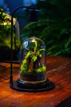 Glass Cloche Terrarium Bell Jar With Glass Base With Top Air Hole,Glass Dome Planter For Plants -Glass Plant Store IMG 4951