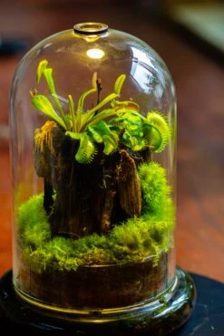 Glass Cloche Terrarium Bell Jar With Glass Base With Top Air Hole,Glass Dome Planter For Plants -Glass Plant Store IMG 4964