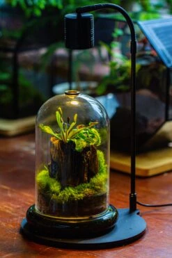 Glass Cloche Terrarium Bell Jar With Glass Base With Top Air Hole,Glass Dome Planter For Plants -Glass Plant Store IMG 4965
