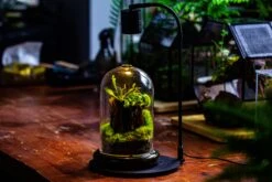 Glass Cloche Terrarium Bell Jar With Glass Base With Top Air Hole,Glass Dome Planter For Plants -Glass Plant Store IMG 4966