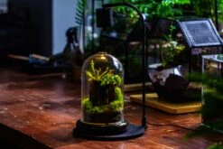 Glass Cloche Terrarium Bell Jar With Glass Base With Top Air Hole,Glass Dome Planter For Plants -Glass Plant Store IMG 4967