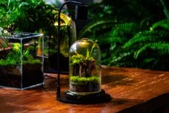 Glass Cloche Terrarium Bell Jar With Glass Base With Top Air Hole,Glass Dome Planter For Plants -Glass Plant Store IMG 4968