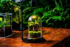 Glass Cloche Terrarium Bell Jar With Glass Base With Top Air Hole,Glass Dome Planter For Plants -Glass Plant Store IMG 4969