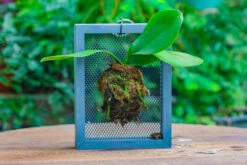 Dried Moss, 24L For DIY, Terrarium Building, Microlandscape, Orchid, Fern, Vertical Gardening 25 Dried Moss, 24L For DIY, Terrarium Building, Microlandscape, Orchid, Fern, Vertical Gardening -Glass Plant Store IMG 5007