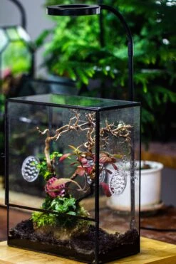 Close Geometric Glass Tin Terrarium With 3 Vents , 8x10" With Side Door, For Insects, Snail , Spider, Micro Landscape 23 Close Geometric Glass Tin Terrarium With 3 Vents , 8x10" With Side Door, For Insects, Snail , Spider, Micro Landscape -Glass Plant Store IMG 5030