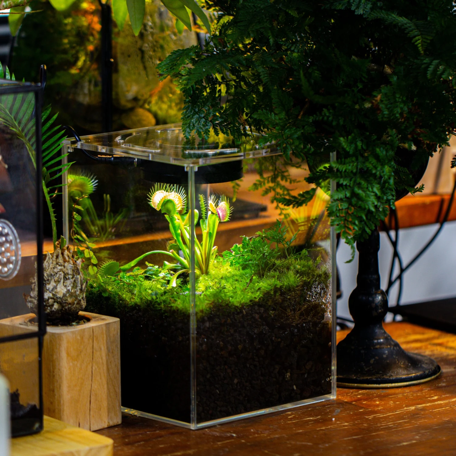 Watertight Glass Tank With LED Grow Light, Acrylic Lid, DIY Terrarium Kit- 25x25x30cm / 9.8x9.8x11.8'' 2 Watertight Glass Tank With LED Grow Light, Acrylic Lid, DIY Terrarium Kit- 25x25x30cm / 9.8x9.8x11.8'' - Image 2