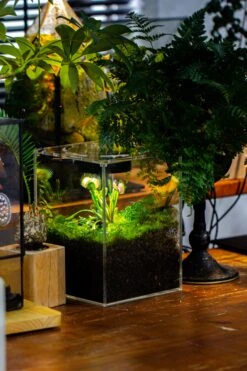 Watertight Glass Terrarium With LED Grow Light, Acrylic Lid For Carnivorous Plants-15x15x20cm / 5.9x5.9x7.8'' 24 Watertight Glass Terrarium With LED Grow Light, Acrylic Lid For Carnivorous Plants-15x15x20cm / 5.9x5.9x7.8'' -Glass Plant Store IMG 5036 89547b5c d46f 4cc9 bc41 c85bae752605