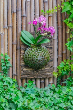 Environment Friendly Detachable Plastic Ball For Easy Moss Ball, Hanging Planters, Wall Mounted Planting Idea, Suitable For Orchid, Staghorn Fern 30 Sets -Glass Plant Store IMG 5054