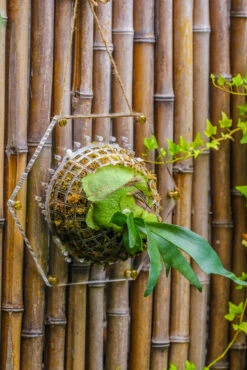 Dried Moss, 24L For DIY, Terrarium Building, Microlandscape, Orchid, Fern, Vertical Gardening 26 Dried Moss, 24L For DIY, Terrarium Building, Microlandscape, Orchid, Fern, Vertical Gardening -Glass Plant Store IMG 5116