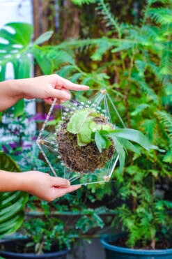 Dried Moss, 24L For DIY, Terrarium Building, Microlandscape, Orchid, Fern, Vertical Gardening 27 Dried Moss, 24L For DIY, Terrarium Building, Microlandscape, Orchid, Fern, Vertical Gardening -Glass Plant Store IMG 5129