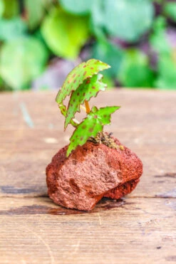 5-8cm Red Horticultural Lava Rock Volcanic Rock For Terrarium, Bonsai Landscape, 500g 34 5-8cm Red Horticultural Lava Rock Volcanic Rock For Terrarium, Bonsai Landscape, 500g -Glass Plant Store IMG 5161