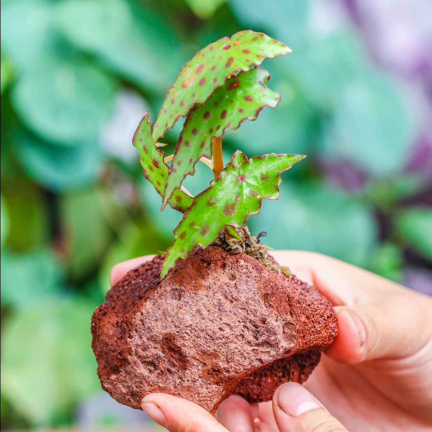 5-8cm Red Horticultural Lava Rock Volcanic Rock For Terrarium, Bonsai Landscape, 500g 2 5-8cm Red Horticultural Lava Rock Volcanic Rock For Terrarium, Bonsai Landscape, 500g - Image 2