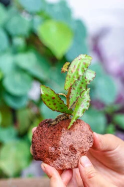 5-8cm Red Horticultural Lava Rock Volcanic Rock For Terrarium, Bonsai Landscape, 500g 35 5-8cm Red Horticultural Lava Rock Volcanic Rock For Terrarium, Bonsai Landscape, 500g -Glass Plant Store IMG 5163