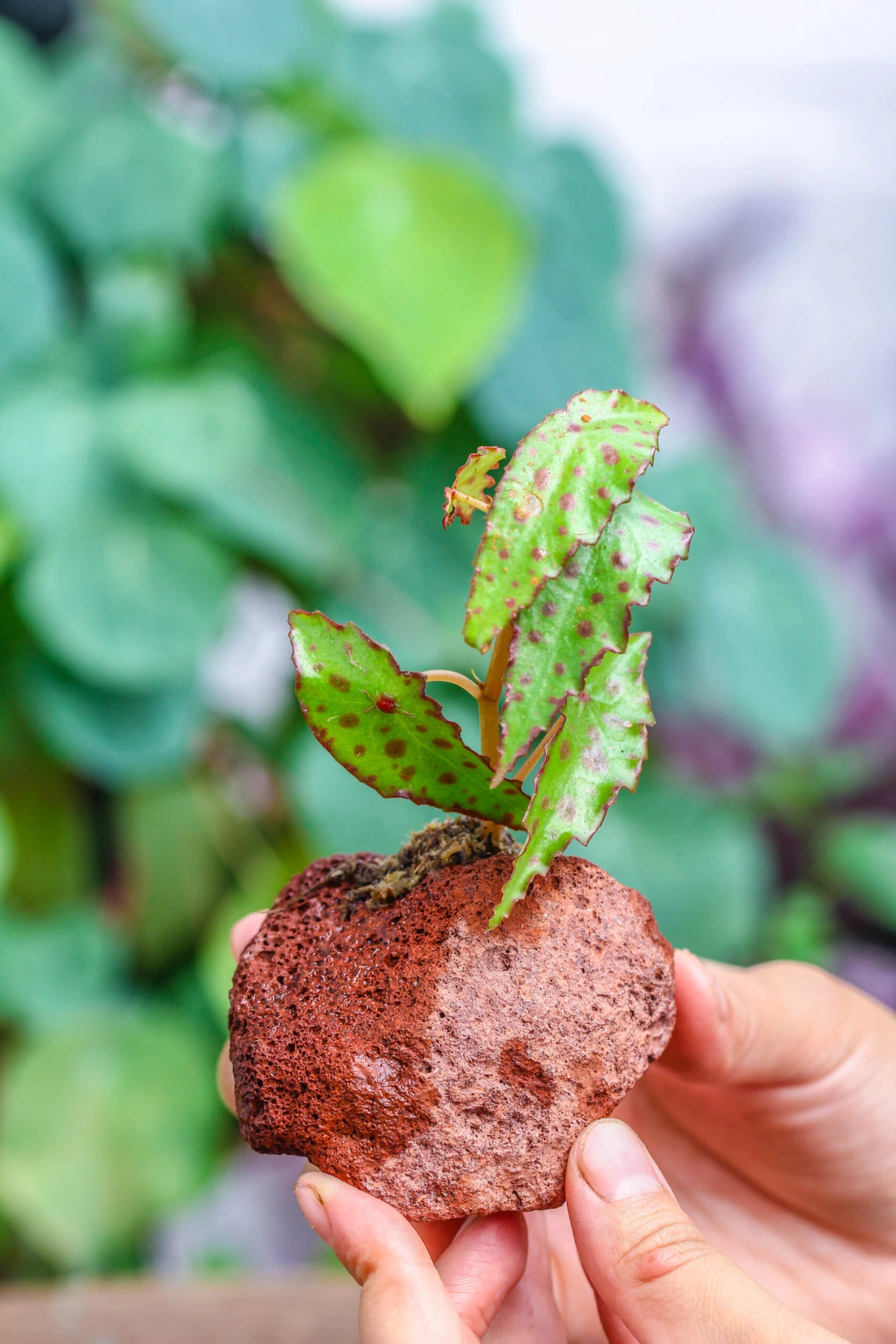 5-8cm Red Horticultural Lava Rock Volcanic Rock For Terrarium, Bonsai Landscape, 500g 16 5-8cm Red Horticultural Lava Rock Volcanic Rock For Terrarium, Bonsai Landscape, 500g - Image 16