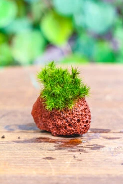 5-8cm Red Horticultural Lava Rock Volcanic Rock For Terrarium, Bonsai Landscape, 500g 37 5-8cm Red Horticultural Lava Rock Volcanic Rock For Terrarium, Bonsai Landscape, 500g -Glass Plant Store IMG 5167