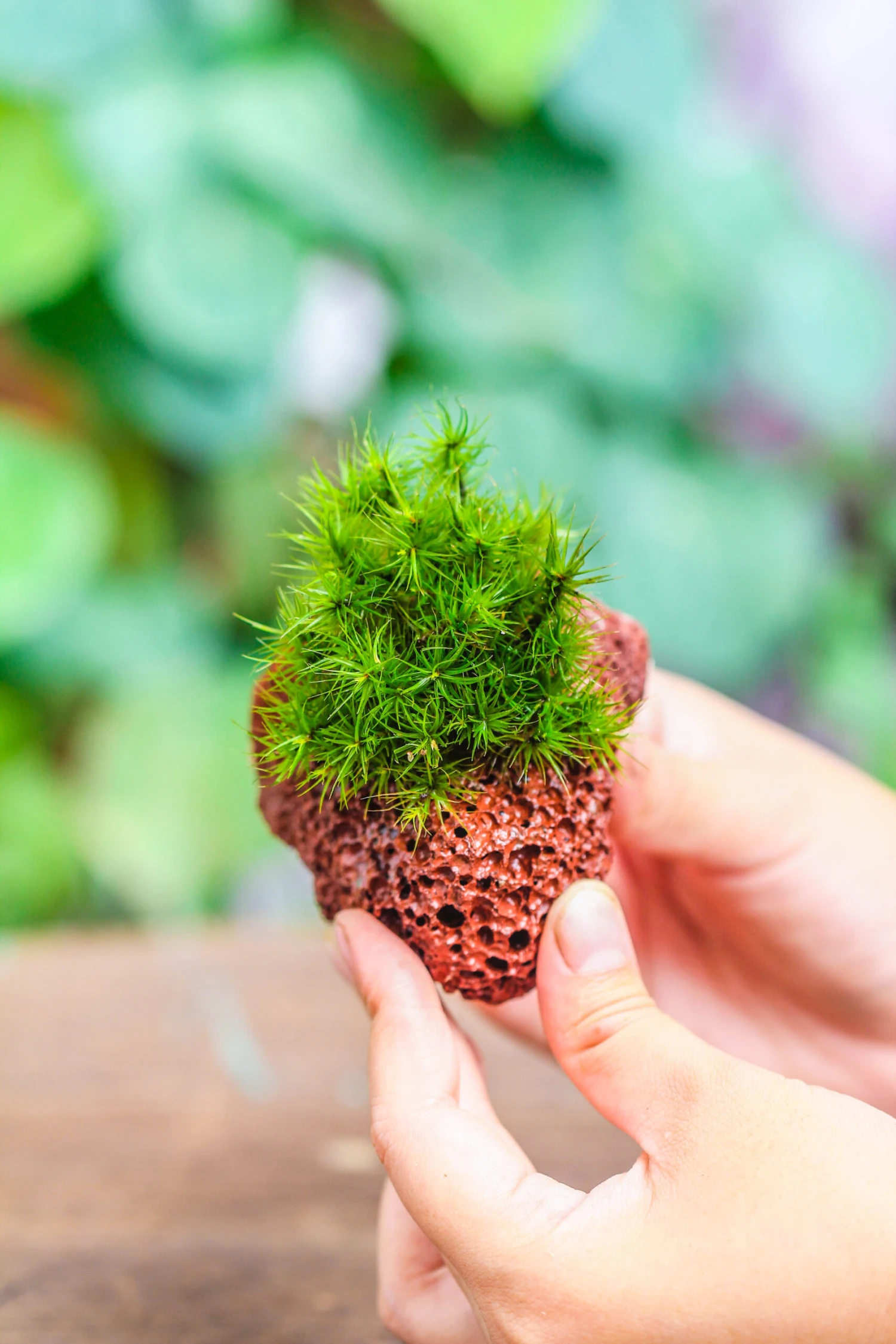 5-8cm Red Horticultural Lava Rock Volcanic Rock For Terrarium, Bonsai Landscape, 500g 19 5-8cm Red Horticultural Lava Rock Volcanic Rock For Terrarium, Bonsai Landscape, 500g - Image 19