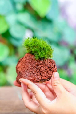 5-8cm Red Horticultural Lava Rock Volcanic Rock For Terrarium, Bonsai Landscape, 500g 39 5-8cm Red Horticultural Lava Rock Volcanic Rock For Terrarium, Bonsai Landscape, 500g -Glass Plant Store IMG 5169