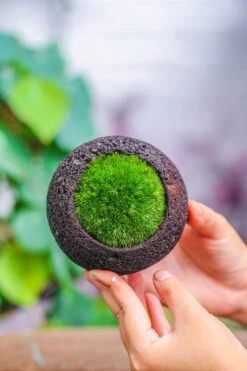 3 Units 8cm / 3.1" Round Black Horticultural Lava Rock Volcanic Rock Planter For Succulents, Moss, Tropical Palants, Terrariums 16 3 Units 8cm / 3.1" Round Black Horticultural Lava Rock Volcanic Rock Planter For Succulents, Moss, Tropical Palants, Terrariums -Glass Plant Store IMG 5182