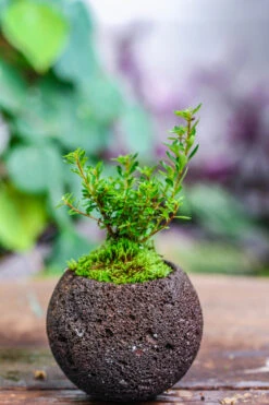 9cm / 3.5" Round Black Horticultural Lava Rock Volcanic Rock Planter For Succulents, Moss, Tropical Palants, Terrariums -Glass Plant Store IMG 5191