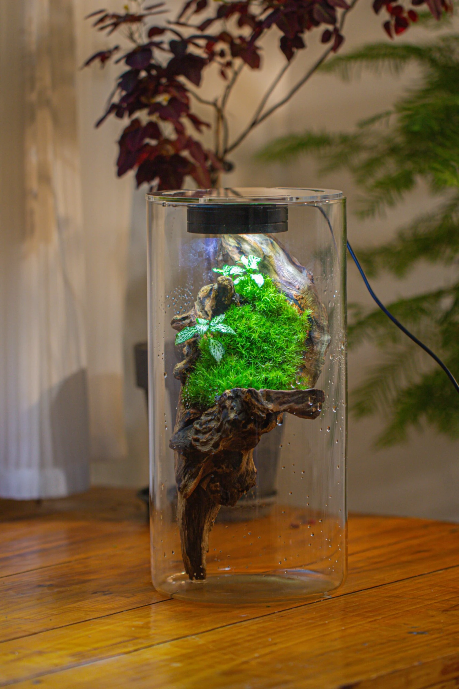 Large Cylinder Terrarium With LED Grow Lamp, Acrylic Lid Set For Bog, Carnivorous Plants -15x30cm 11 Large Cylinder Terrarium With LED Grow Lamp, Acrylic Lid Set For Bog, Carnivorous Plants -15x30cm - Image 11