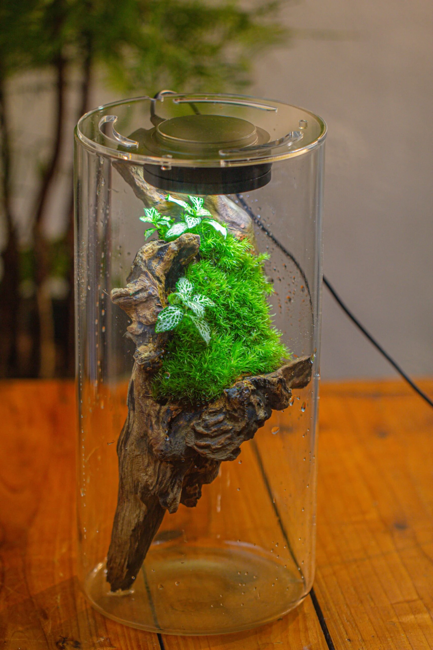 Large Cylinder Terrarium With LED Grow Lamp, Acrylic Lid Set For Bog, Carnivorous Plants -15x30cm 12 Large Cylinder Terrarium With LED Grow Lamp, Acrylic Lid Set For Bog, Carnivorous Plants -15x30cm - Image 12