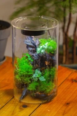 Medium Cylinder Terrarium With LED Grow Lamp, Acrylic Lid Set For Bog, Carnivorous Plants -15x25cm 22 Medium Cylinder Terrarium With LED Grow Lamp, Acrylic Lid Set For Bog, Carnivorous Plants -15x25cm -Glass Plant Store IMG 5228