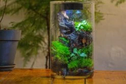 Medium Cylinder Terrarium With LED Grow Lamp, Acrylic Lid Set For Bog, Carnivorous Plants -15x25cm 24 Medium Cylinder Terrarium With LED Grow Lamp, Acrylic Lid Set For Bog, Carnivorous Plants -15x25cm -Glass Plant Store IMG 5230