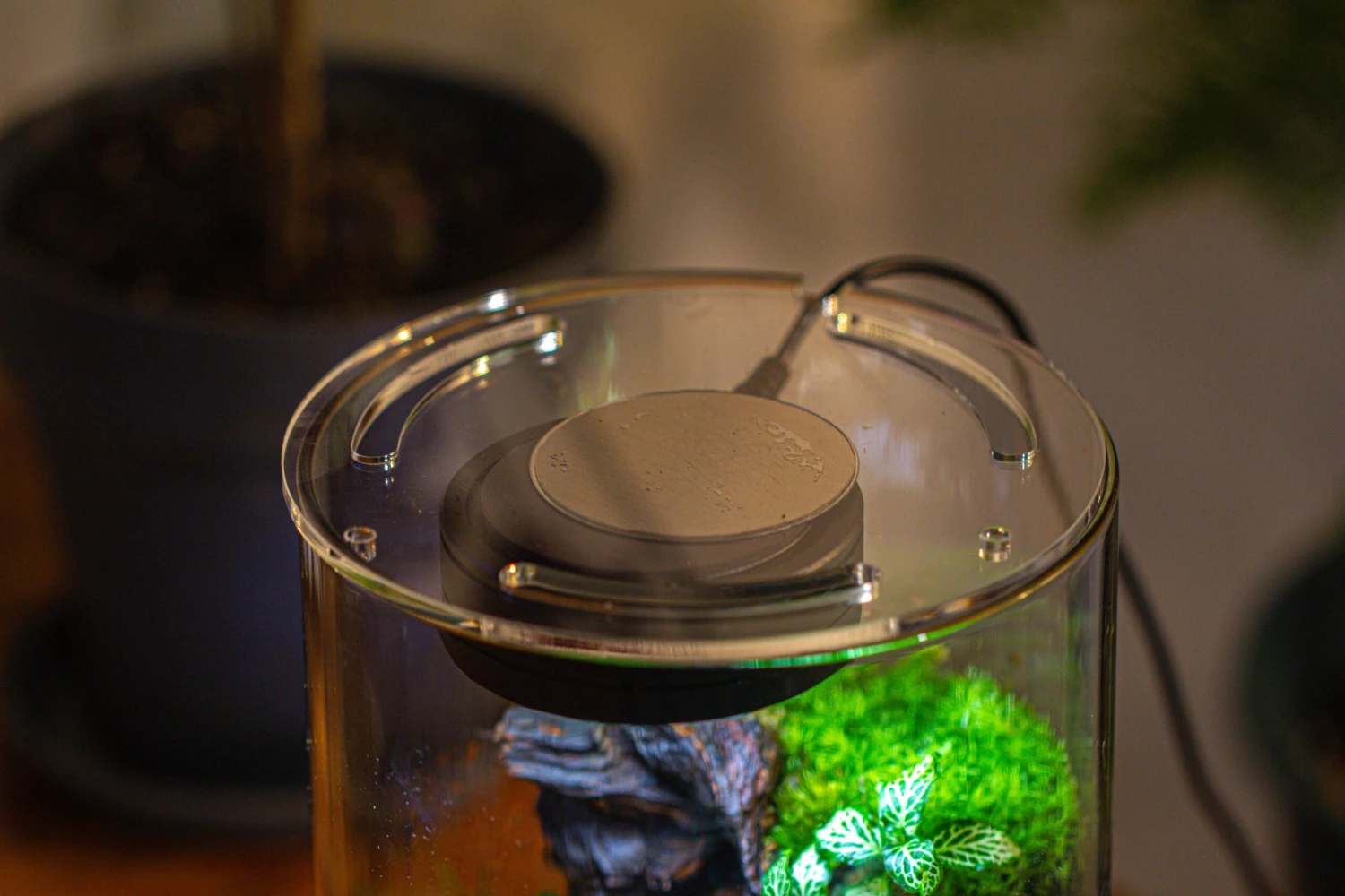 Medium Cylinder Terrarium With LED Grow Lamp, Acrylic Lid Set For Bog, Carnivorous Plants -15x25cm 7 Medium Cylinder Terrarium With LED Grow Lamp, Acrylic Lid Set For Bog, Carnivorous Plants -15x25cm - Image 7