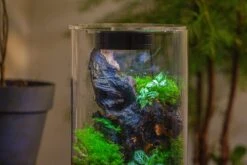 Medium Cylinder Terrarium With LED Grow Lamp, Acrylic Lid Set For Bog, Carnivorous Plants -15x25cm 23 Medium Cylinder Terrarium With LED Grow Lamp, Acrylic Lid Set For Bog, Carnivorous Plants -15x25cm -Glass Plant Store IMG 5235