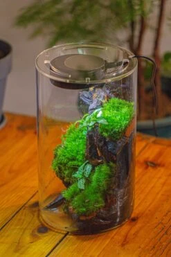 Medium Cylinder Terrarium With LED Grow Lamp, Acrylic Lid Set For Bog, Carnivorous Plants -15x25cm 32 Medium Cylinder Terrarium With LED Grow Lamp, Acrylic Lid Set For Bog, Carnivorous Plants -15x25cm -Glass Plant Store IMG 5246