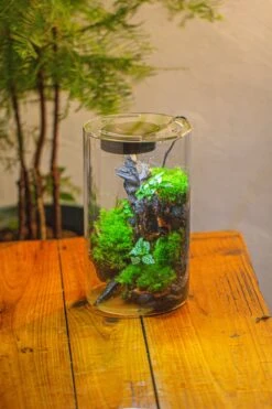 Medium Cylinder Terrarium With LED Grow Lamp, Acrylic Lid Set For Bog, Carnivorous Plants -15x25cm 33 Medium Cylinder Terrarium With LED Grow Lamp, Acrylic Lid Set For Bog, Carnivorous Plants -15x25cm -Glass Plant Store IMG 5247